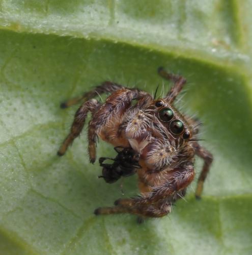 Hyllus dotatus